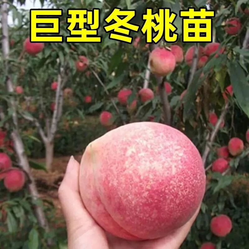 桃树果苗嫁接特大晚熟冬桃树苗盆栽地栽南北方种水蜜桃苗当年结果