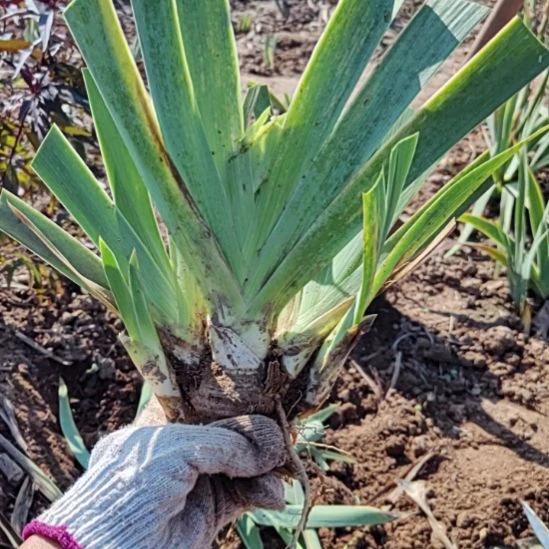 完全开放大胆印花一堆