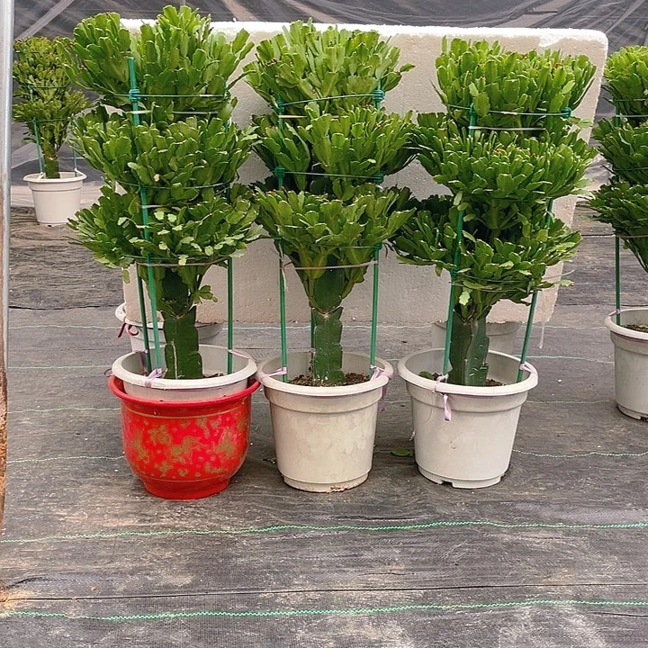 完全开放麒麟花卉