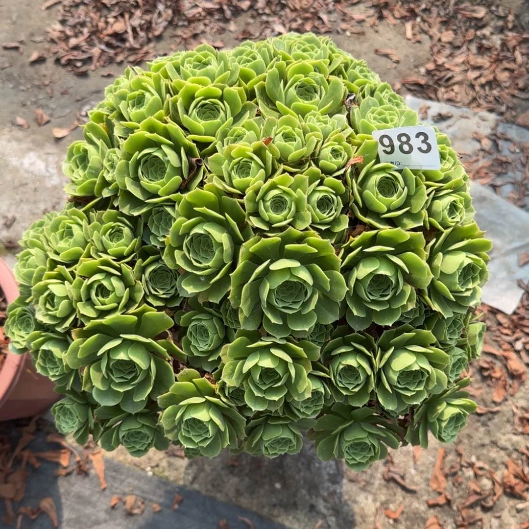983多肉植物绿朵