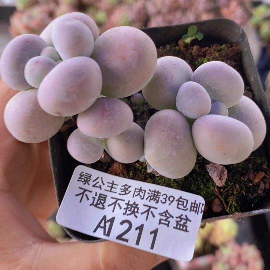 洛可可7cm211多肉植物