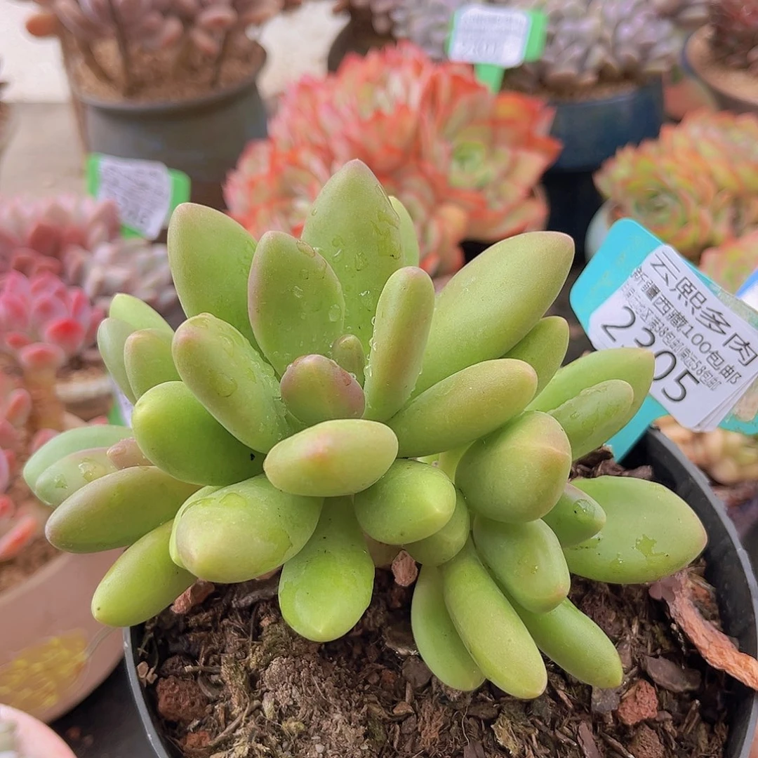 2305芒果奶多肉植物