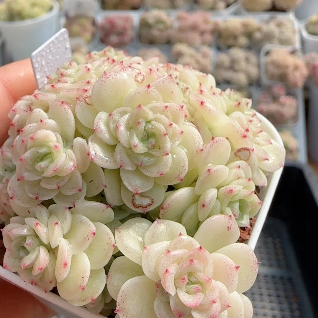 【闪购商品】0222-81（fm-80）