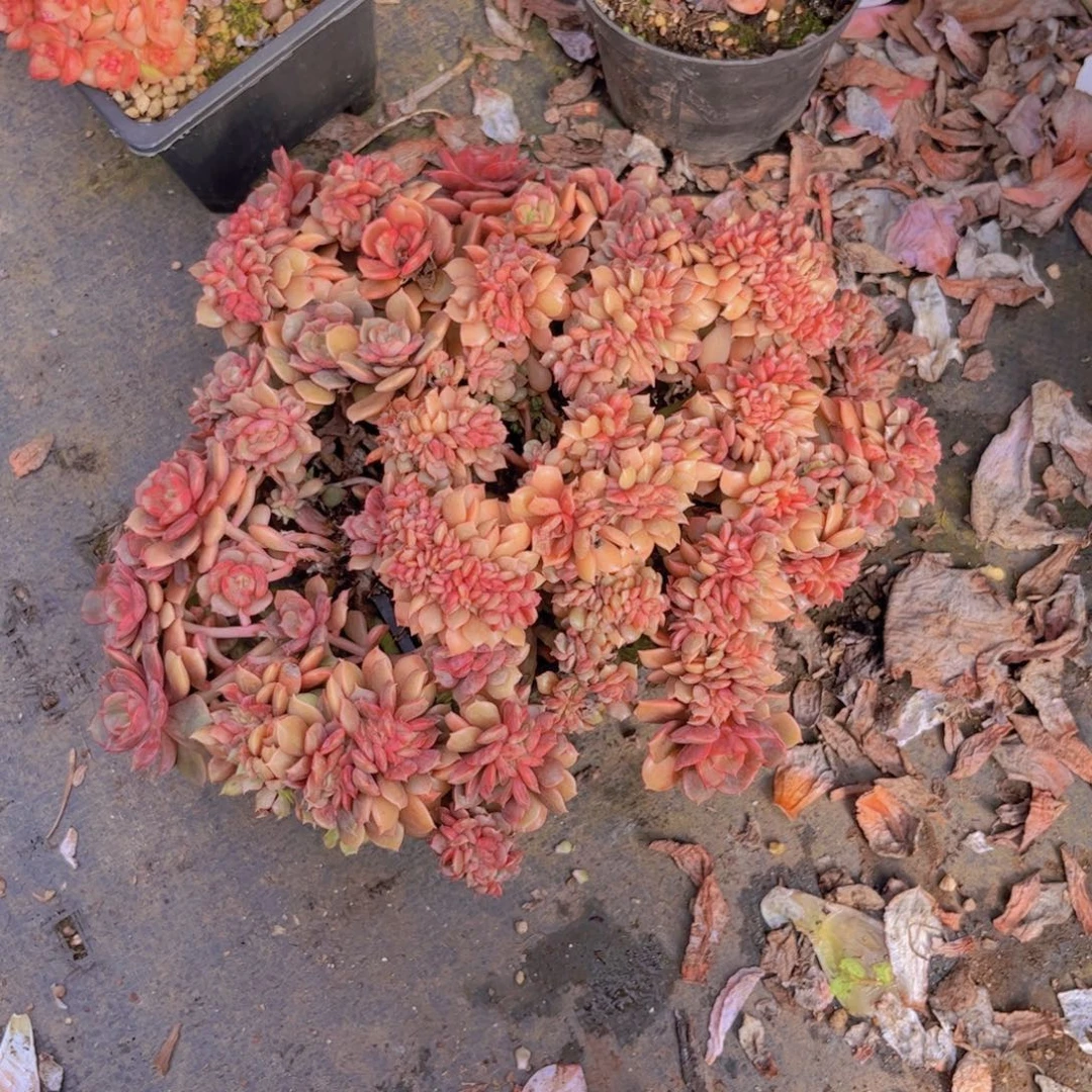 关***、大红袍缀多肉植物16201