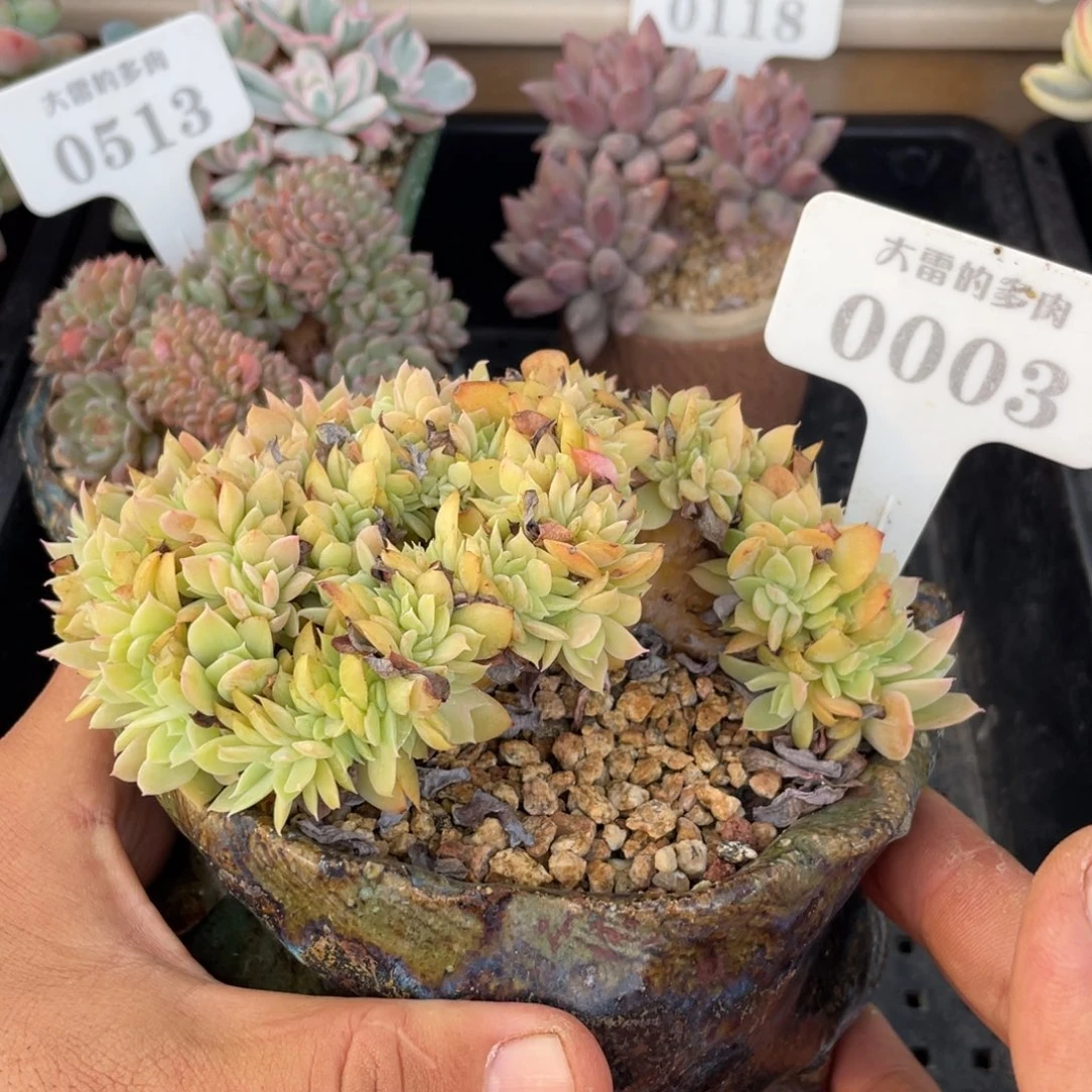 0003丝绸面纱不带盆14厘米