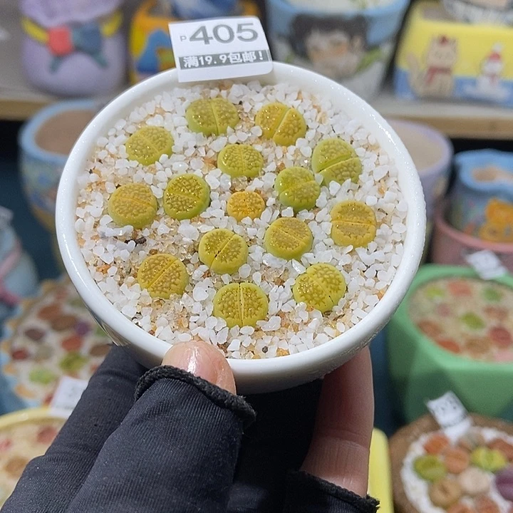 大舅生石花肉锥多肉405