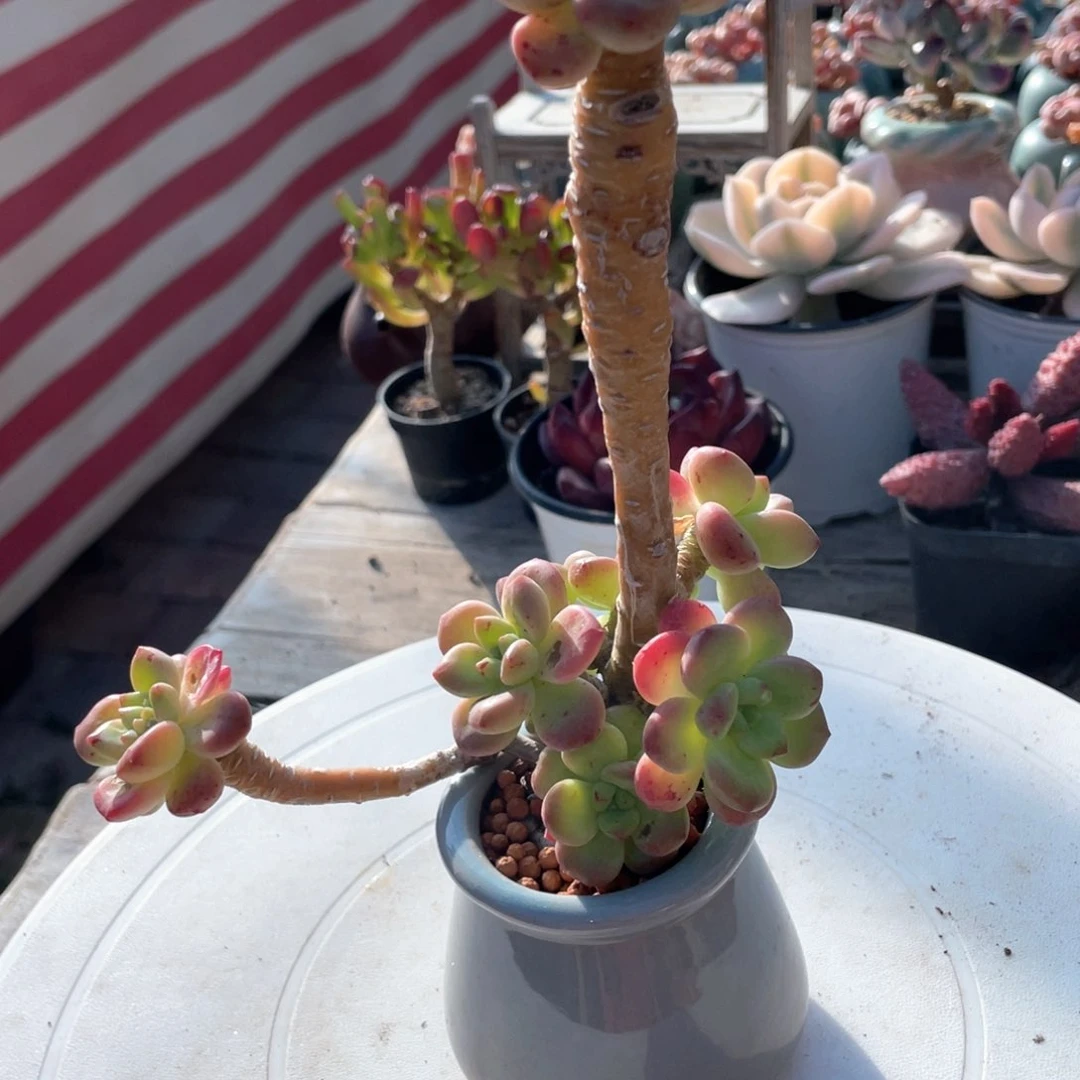 朱*香格里拉多肉植物26.8