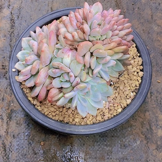 喜***滥爱丽尔缀化多肉植物