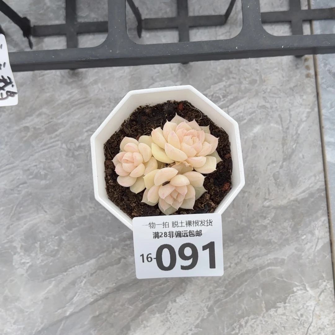 白天鹅多肉多肉多肉多肉