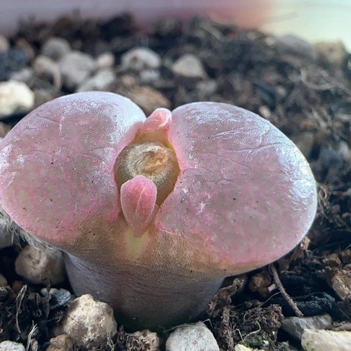 1515/b23杂/多肉植物