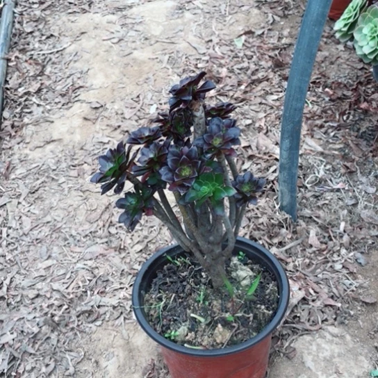 不****黑法师多肉植物13