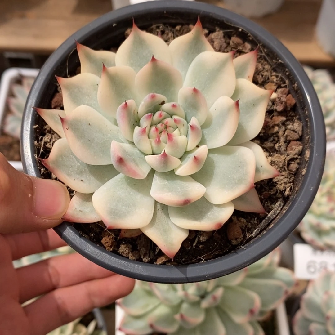 吉娃娃锦多肉植物6918