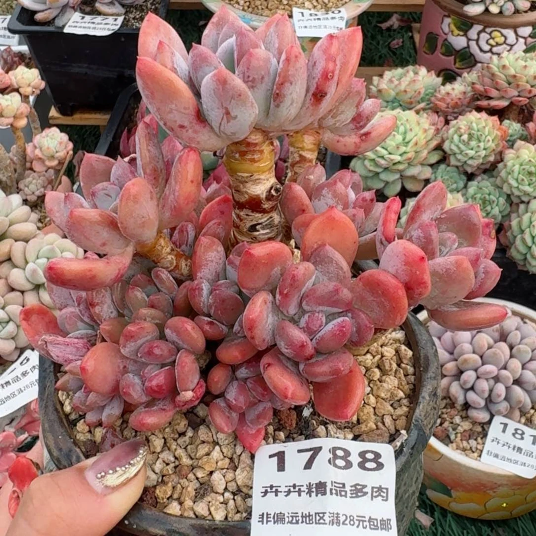 1788一物一拍（满28包邮）