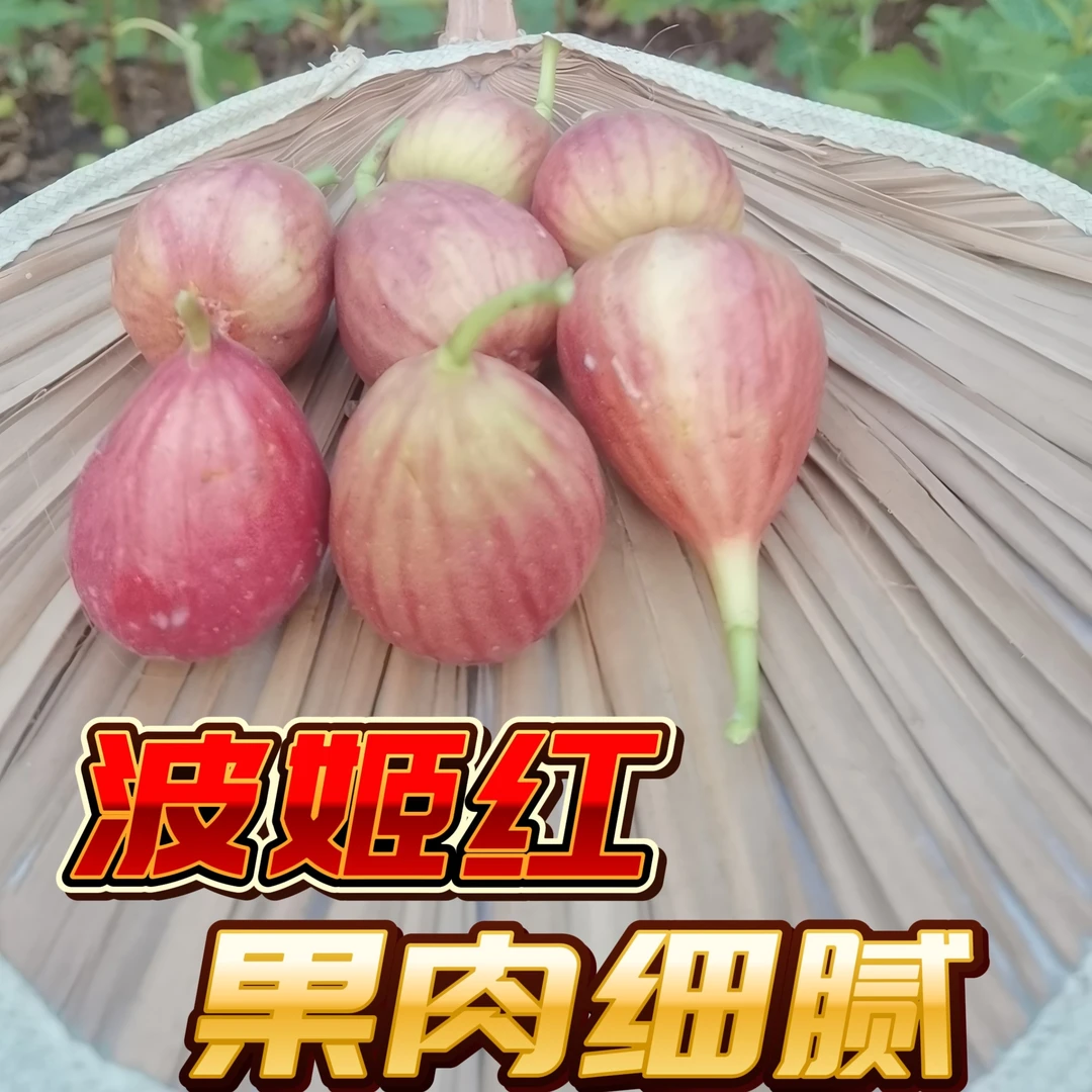 无花果南北方种植波姬红盆栽地栽庭院种植