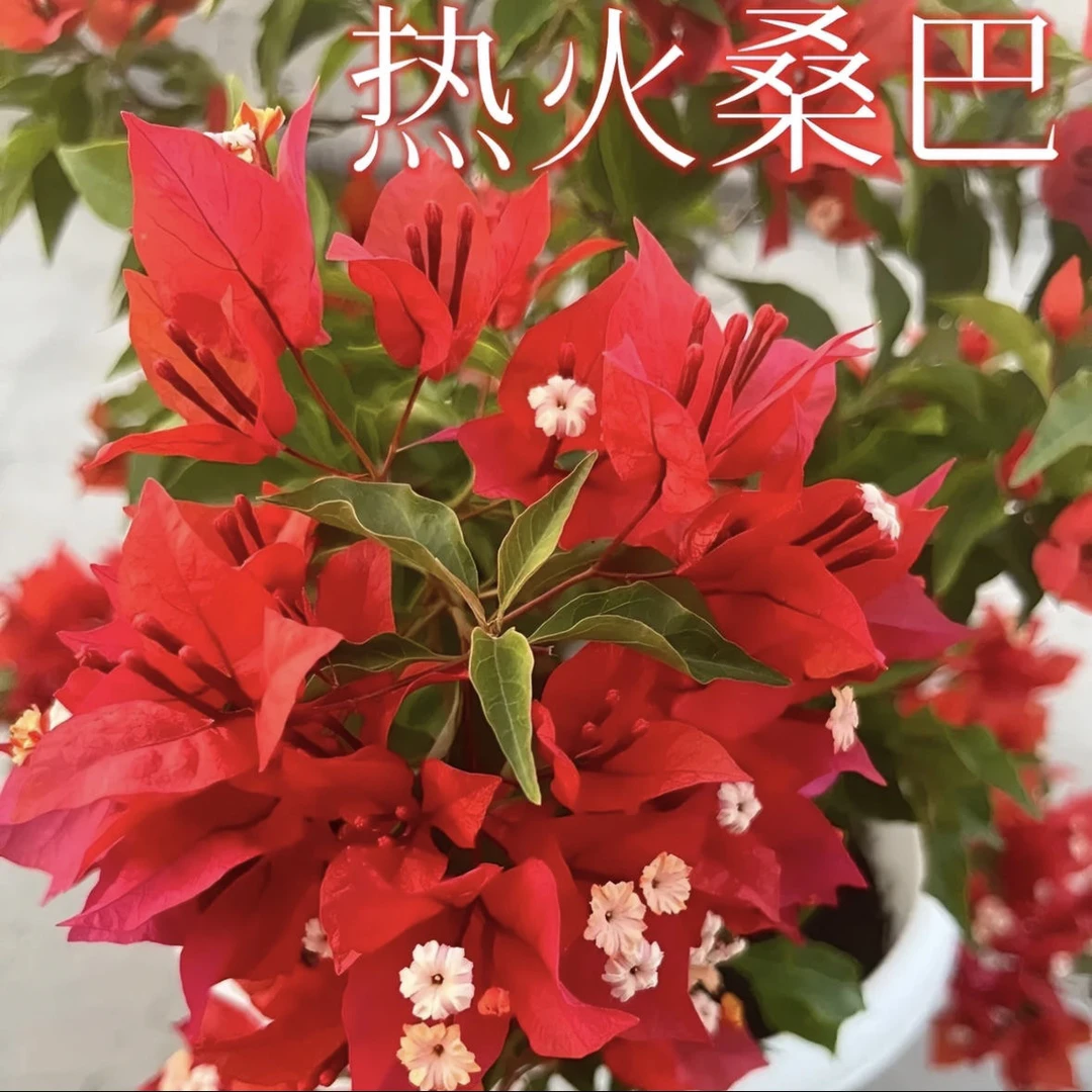 【热火桑巴】三角梅四季开花勤花爬藤植物阳台庭院绿植观赏