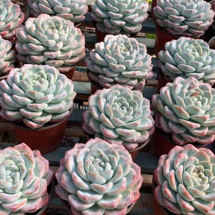 超大母本单头暗纹冰玉两单包邮