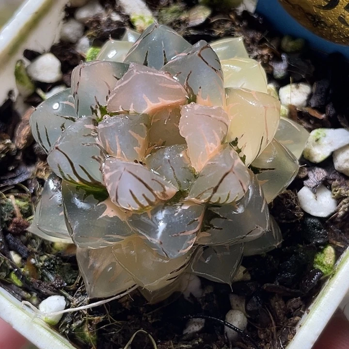 595完美水中月锦特选福利