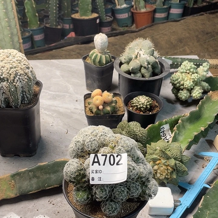 完全开放702白云高莎