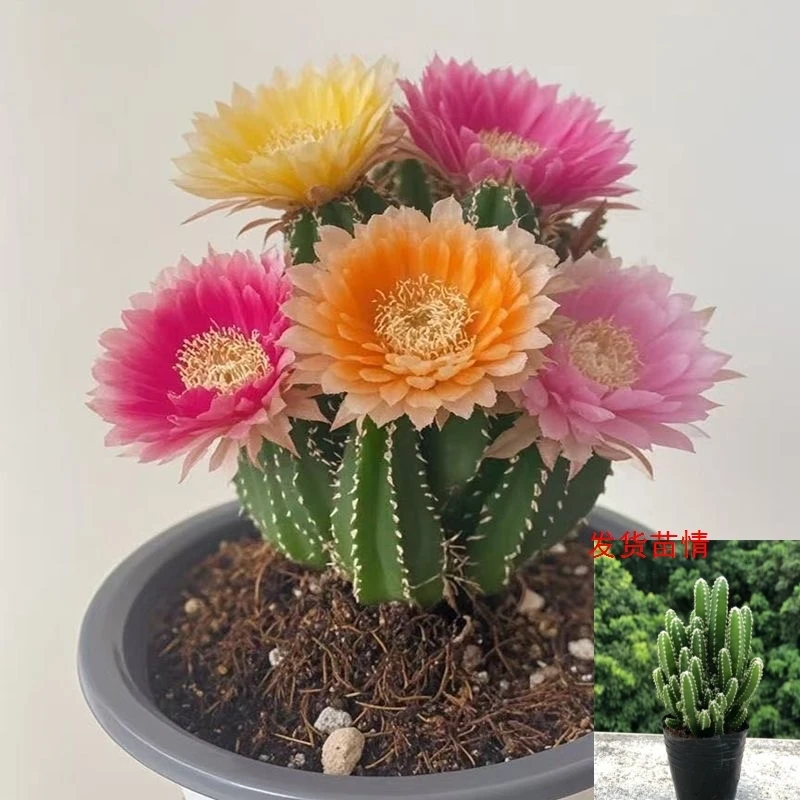 新品仙人掌山耐寒四季好养盆栽办公室内外多肉绿植植物办公室多肉