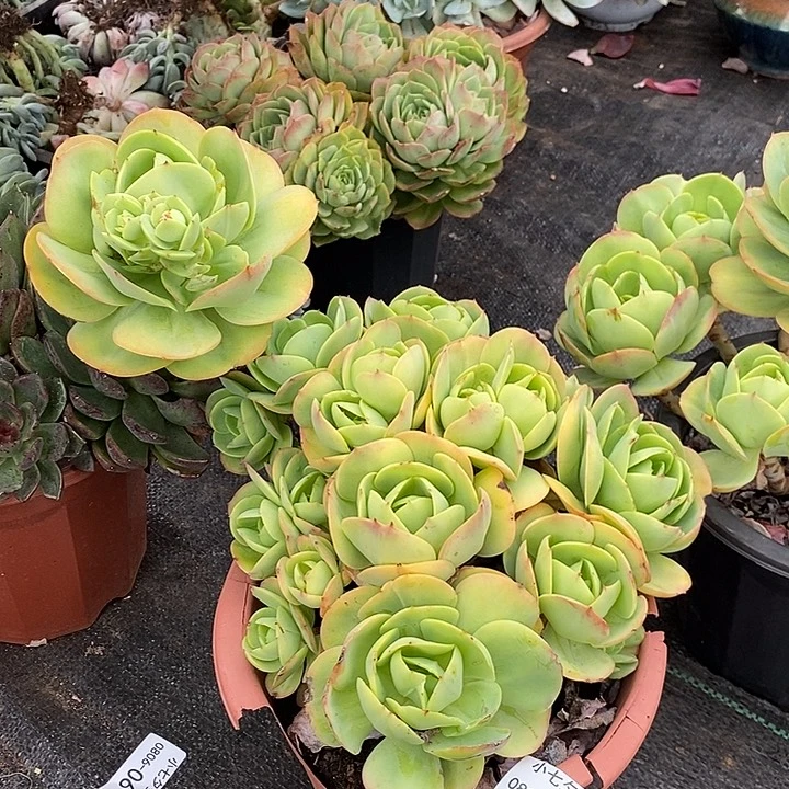 记得拍冷链碧桃14