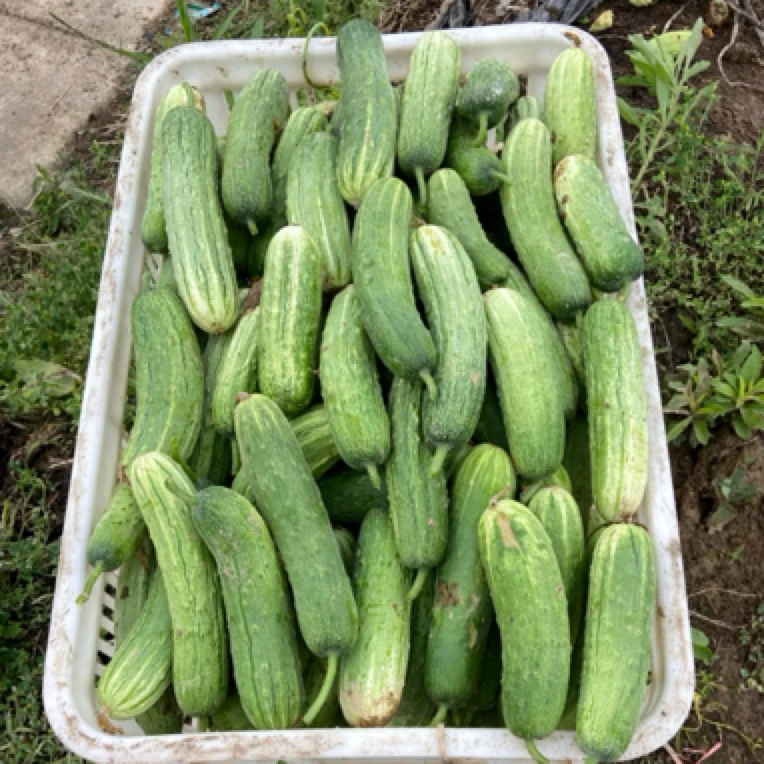 湘西高山农家自种本地小黄瓜