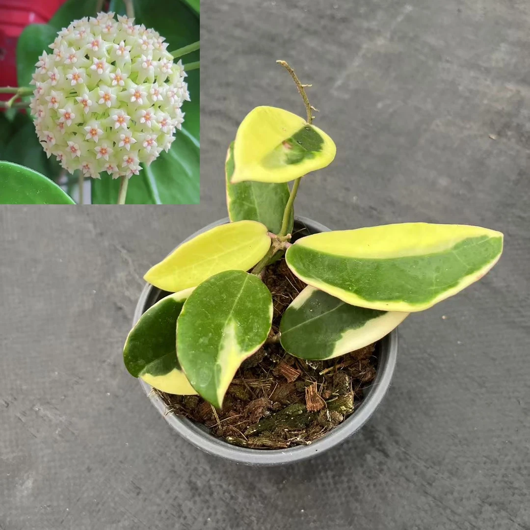 羊脂玉外锦球兰爬藤花卉经典品种勤花品种