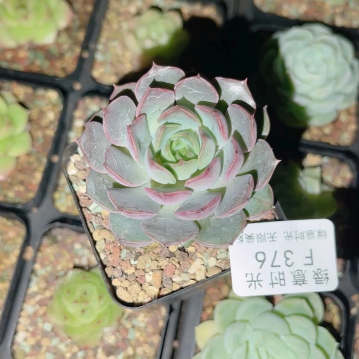 376 换陶瓷盆发货 一物一拍