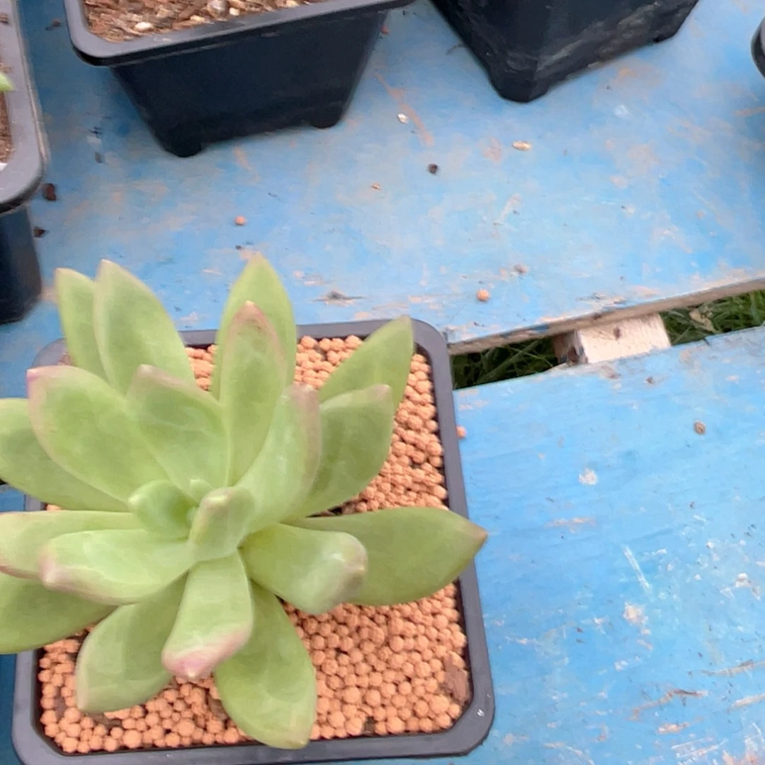 ?***?啦啦啦啦啦啦他