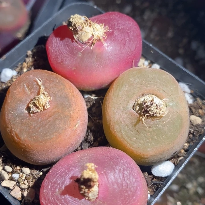 25243一组一组一组