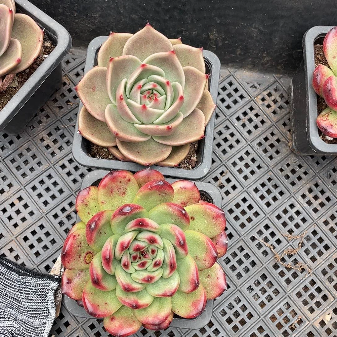 多肉植物一物一拍