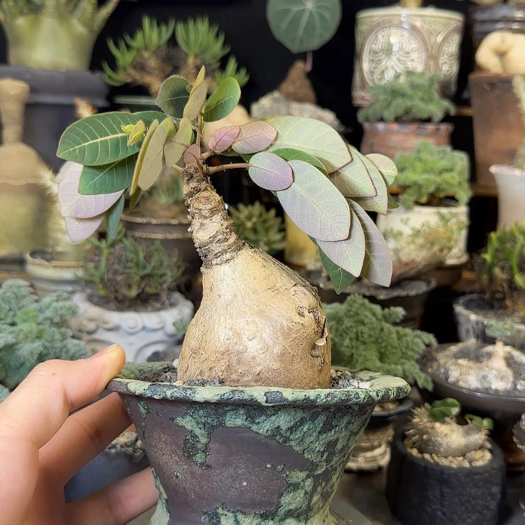 一物一拍奇异油柑280