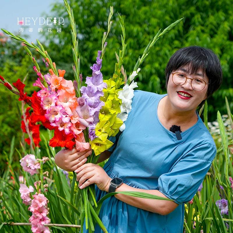海蒂的花园剑兰唐菖蒲种球庭院阳台花卉盆栽地栽切花十三太保