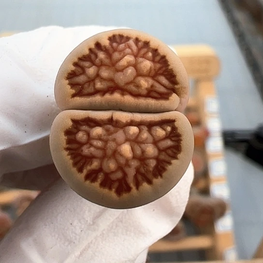 2623.红窗菊纹路清晰