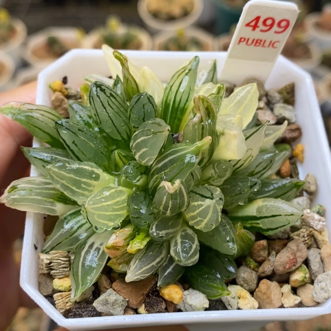 499号西瓜锦带盆发货