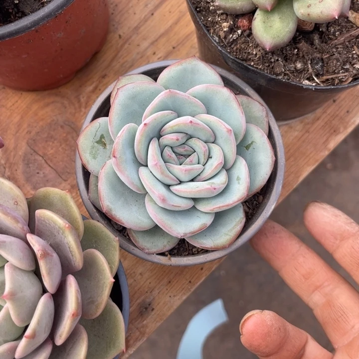 泡芙三颗量拍满20包邮