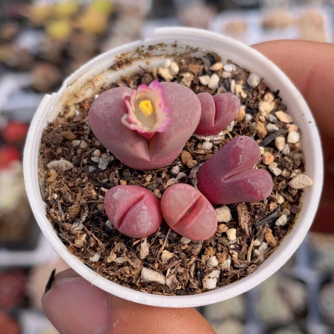 红大内多肉9.9包邮发货