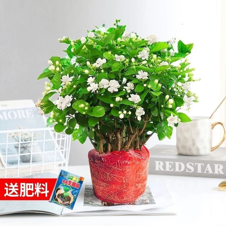茉莉花盆栽重瓣浓香型四季开花室内外阳台庭院种植好养活花卉绿植