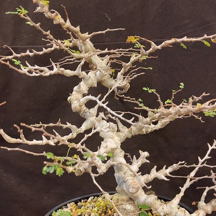 汤圆植物念珠橄榄哈