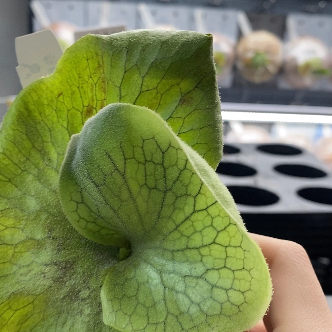 无花朵巨兽鹿角蕨