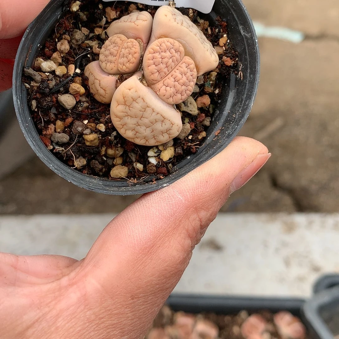 X193多肉植物保护研究所