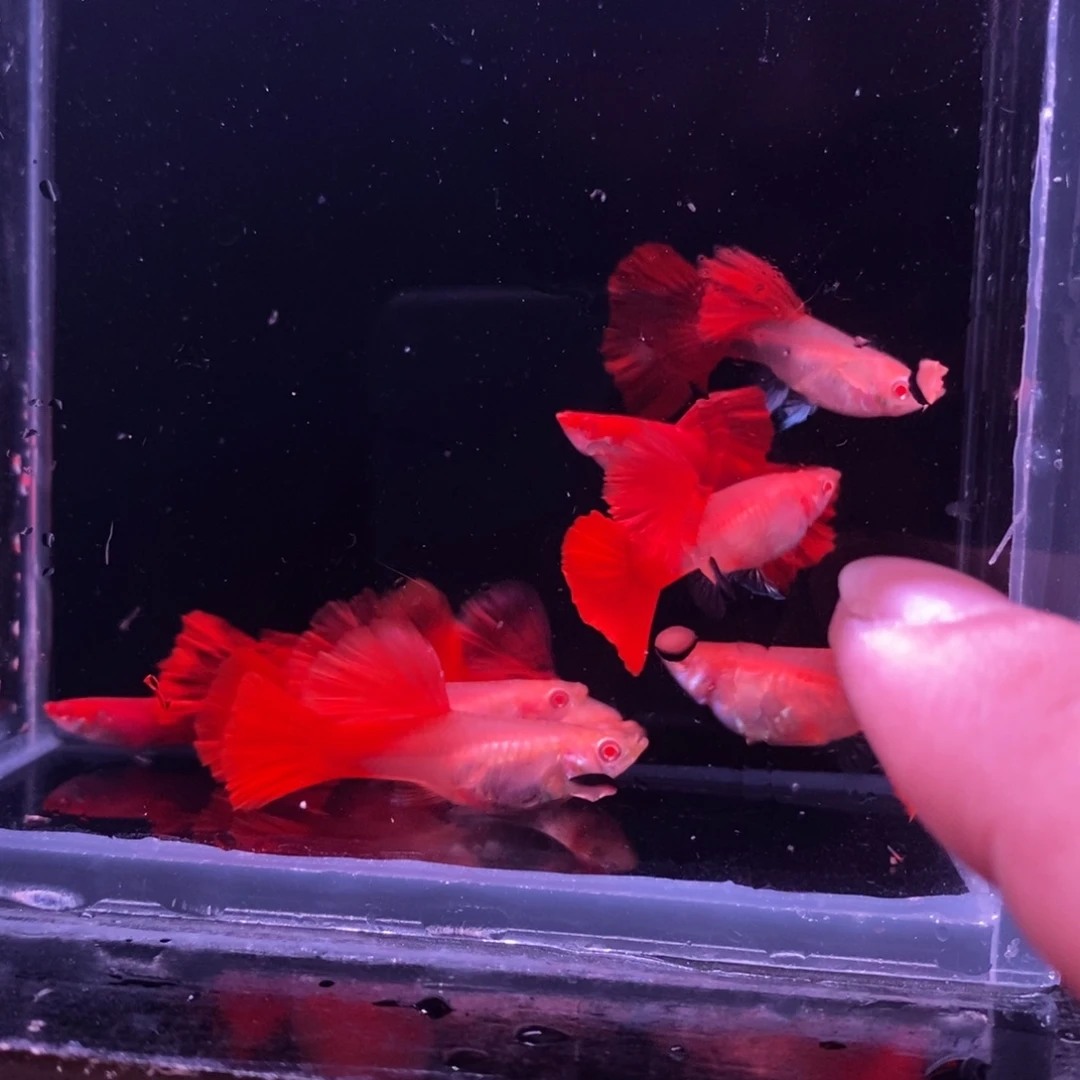 孔雀鱼红玫瑰白子