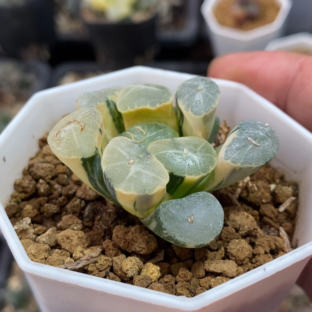 万象锦一颗 元旦新粉福利