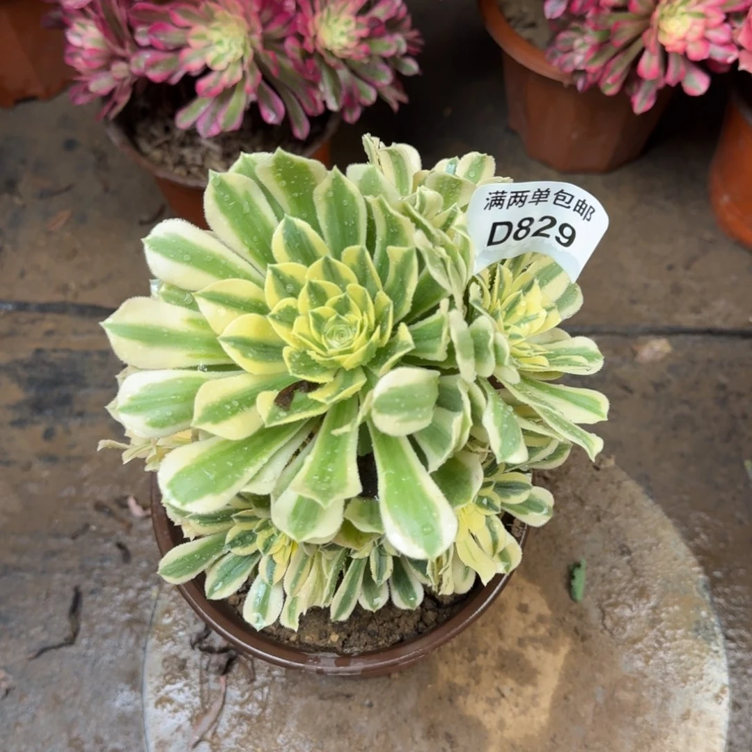 829迈巴赫法师多肉