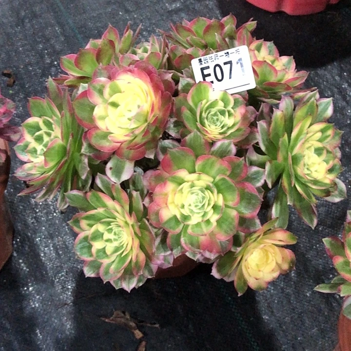 海鲜多肉0710000000000