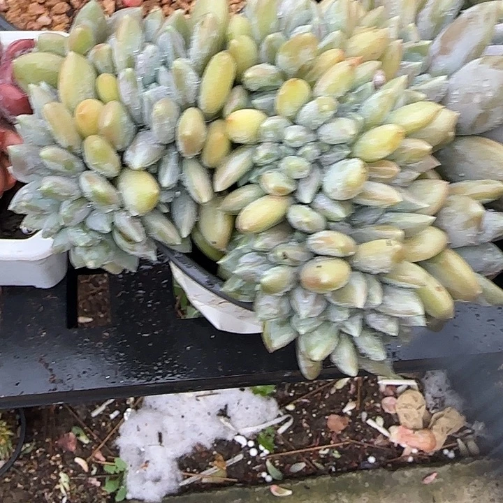 平***生青蛙王子儿童牙膏11