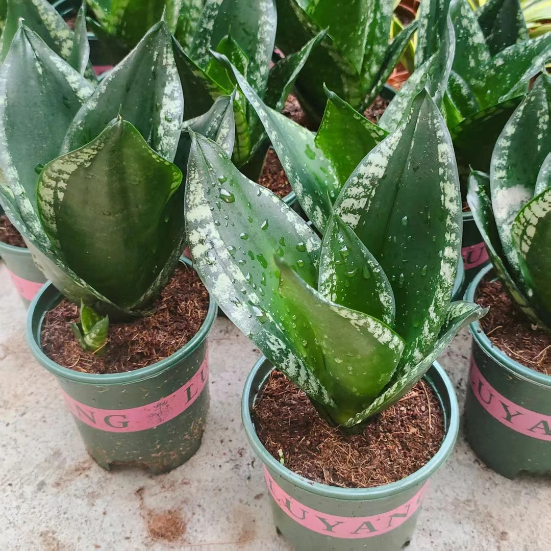 雪花兰虎皮兰懒人易养室内净化空气花卉盆栽