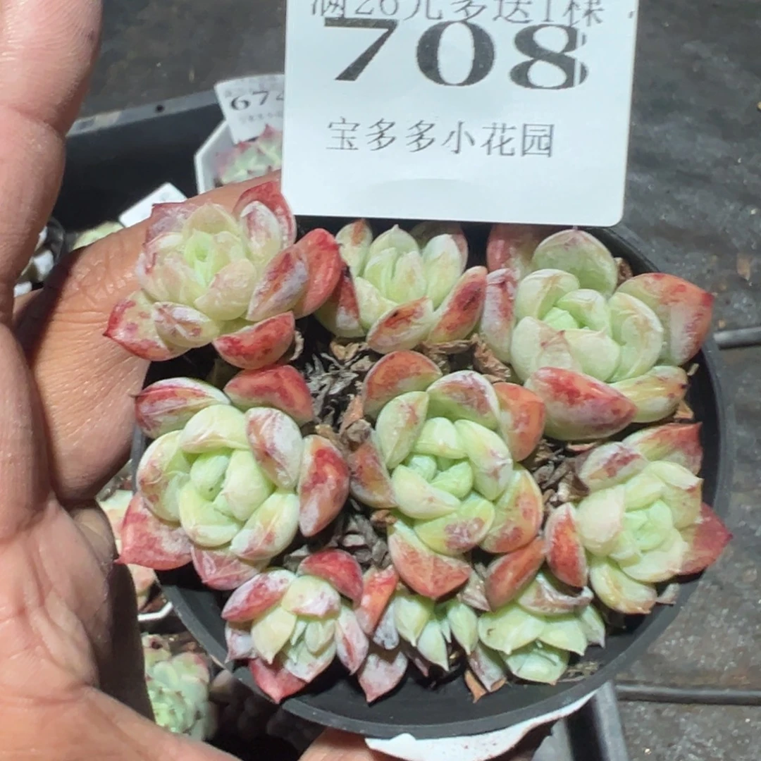 708号九头百达翡翠群