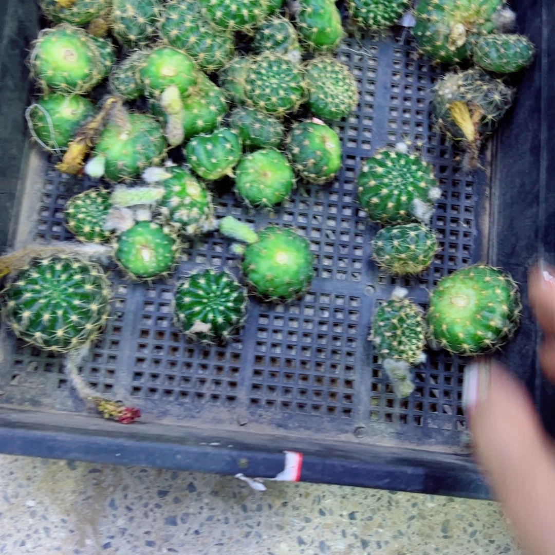 下90新品丽花2个歪无根侧芽2一3公分左右20包邮