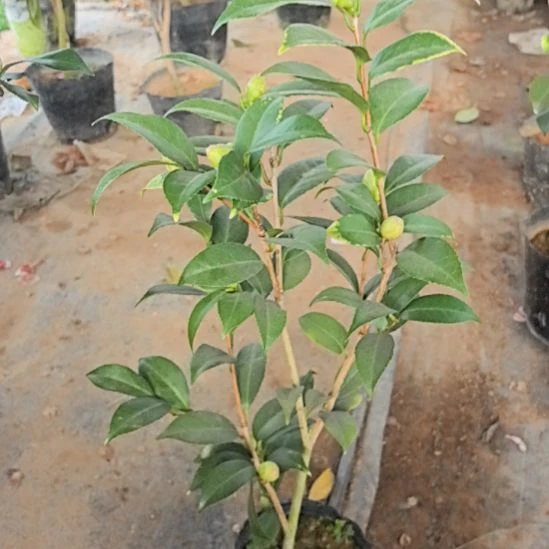 完全开放彩叶干贝利