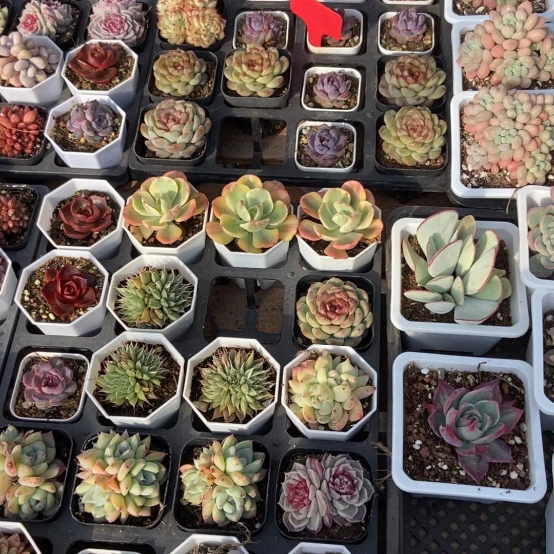 肉**多寄养发货，寄养发货